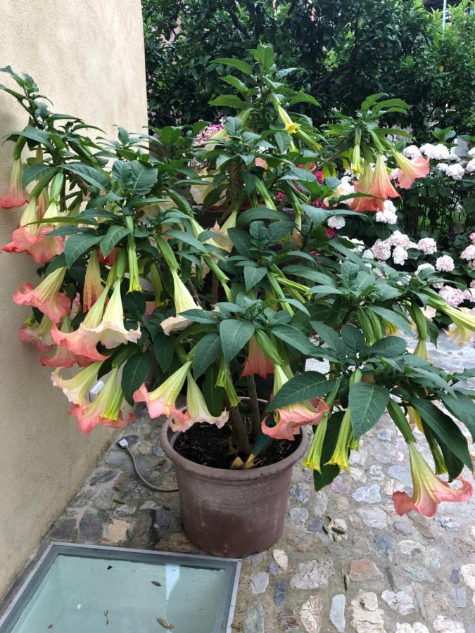Tovo San Giacomo B&B Ca' Du Brigidin מראה חיצוני תמונה